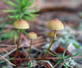 Mycena capillaris.